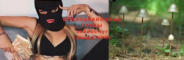 сатива Ессентукская
